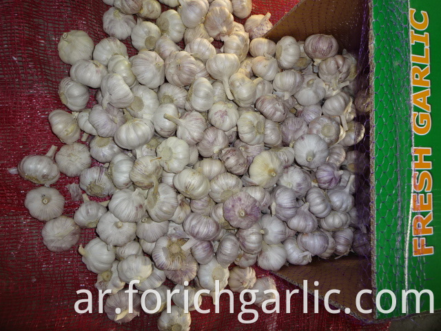 Fresh Regular White Garlic